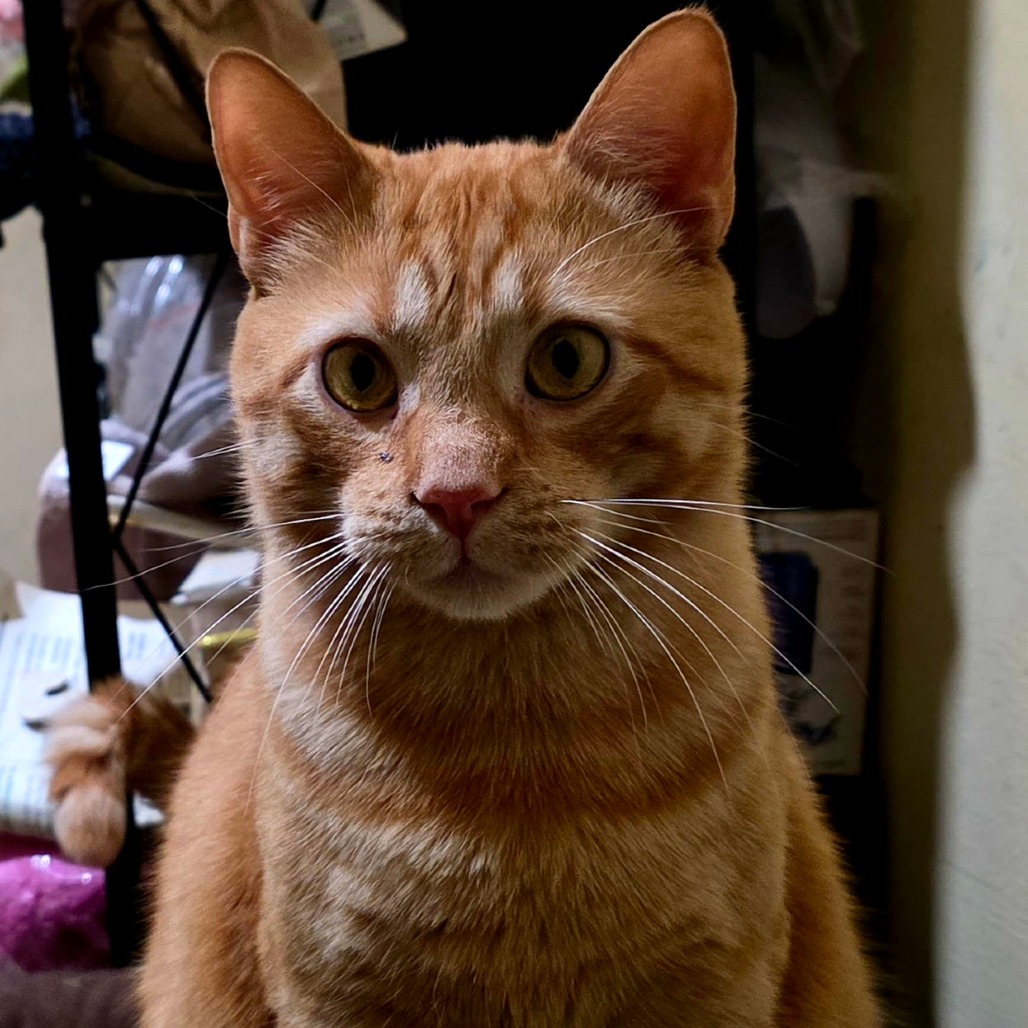 Photo of Sweet Pea