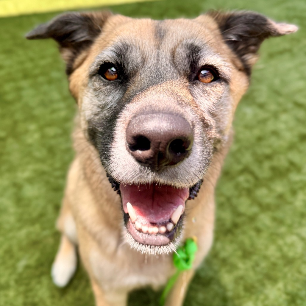 Kona