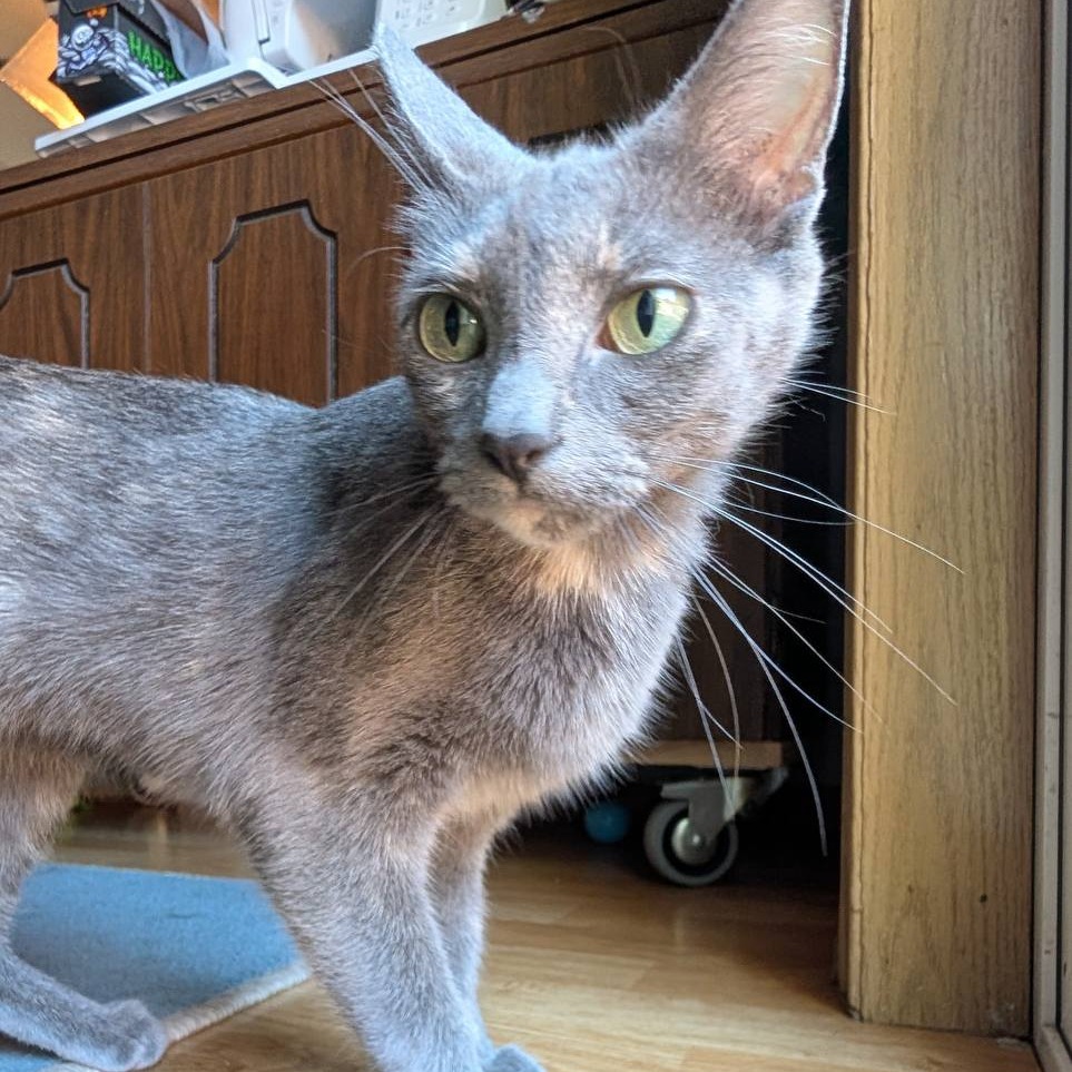 Photo of Banshee