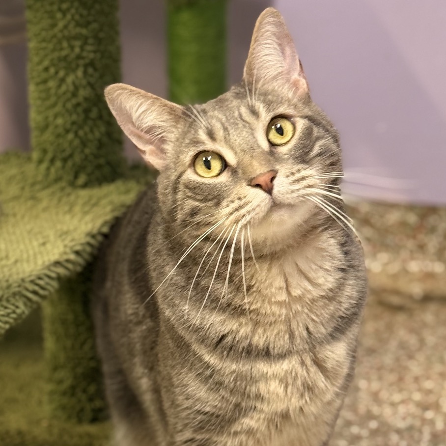 Image of Huggy Wuggy looking at the camera