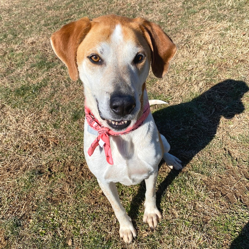 Rocco — thumbnail 9