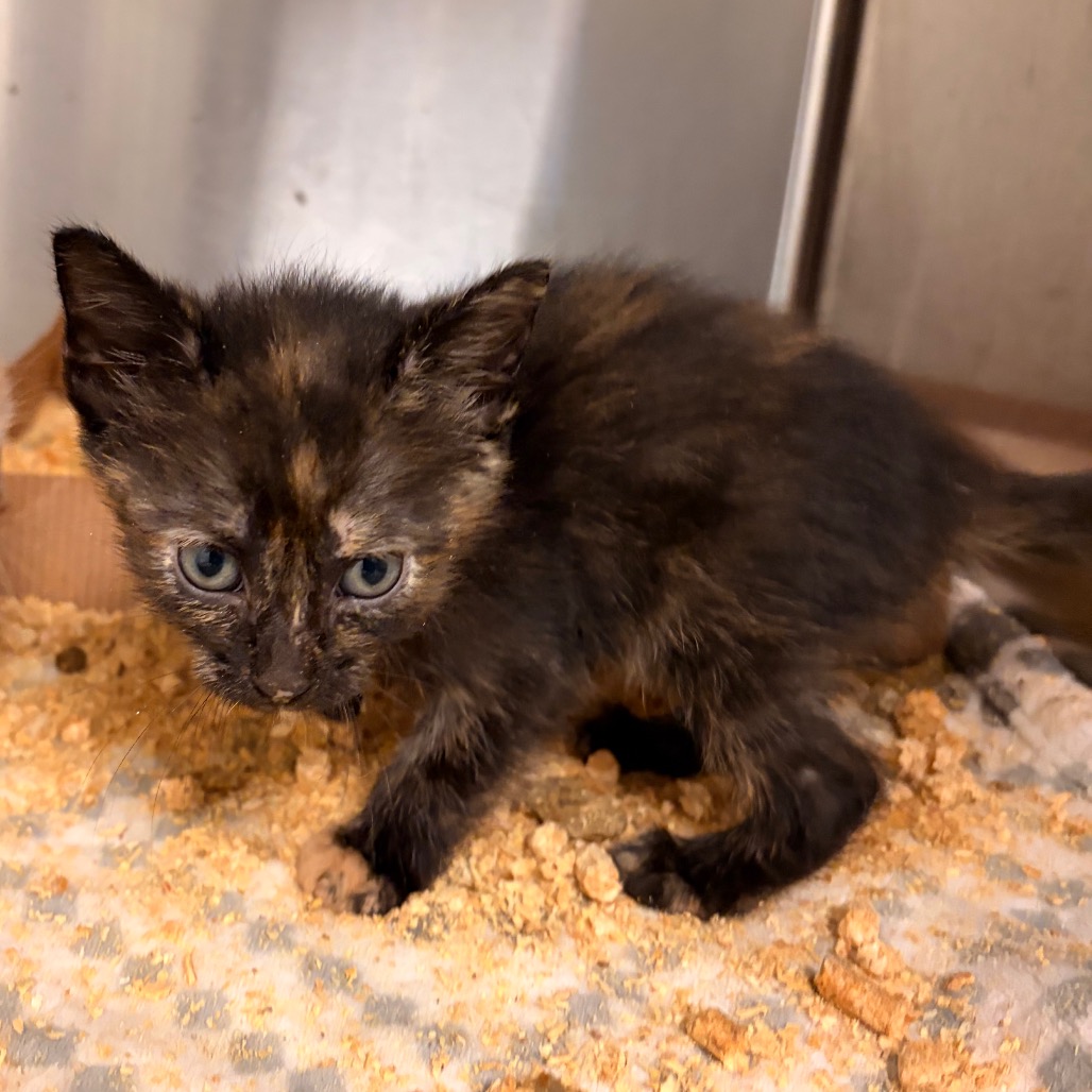Heaven Mae, available for adoption at PVAS
