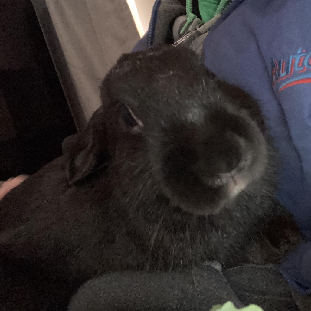 FRANKEN BEANS - Other available for adoption