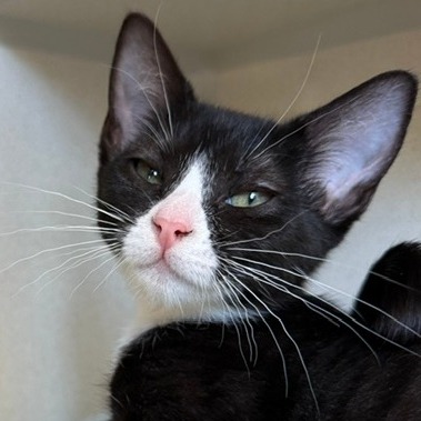 Louisiana (aka Lou)  - Domestic Shorthair