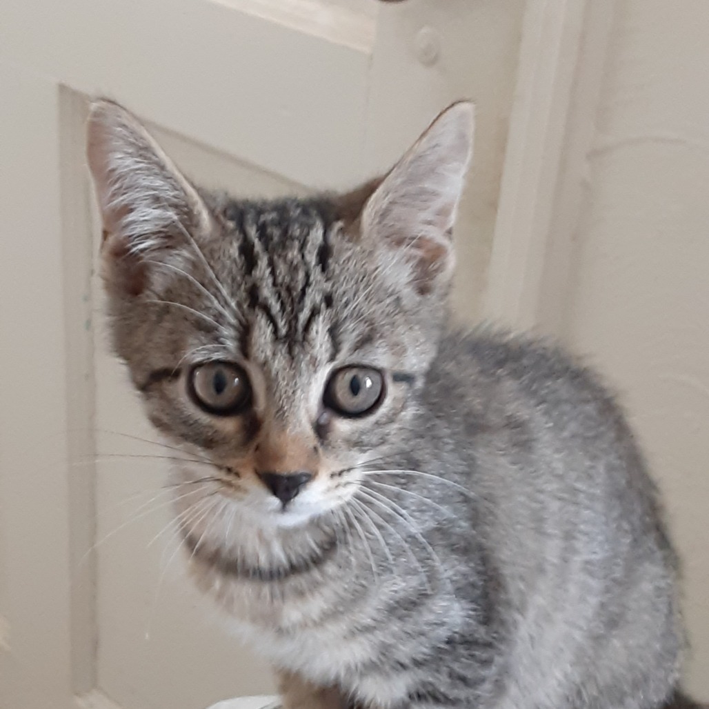 ELEANOR - Domestic Shorthair available for adoption