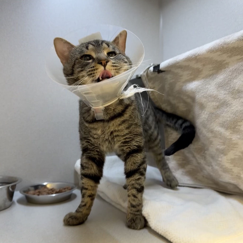 Photo of Sashimi 11