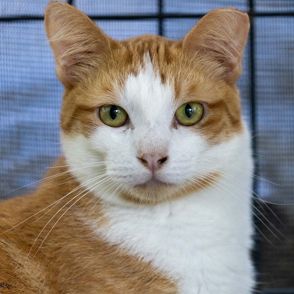 Peaches Image