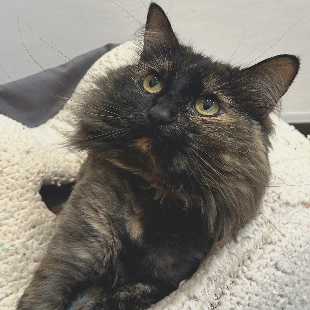 CLEO - Domestic Longhair available for adoption