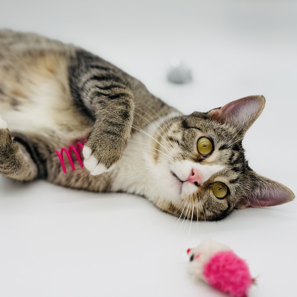 Chi Chi (adoptable with Digit) ** Cerebellar Hypoplasia**, photo 3