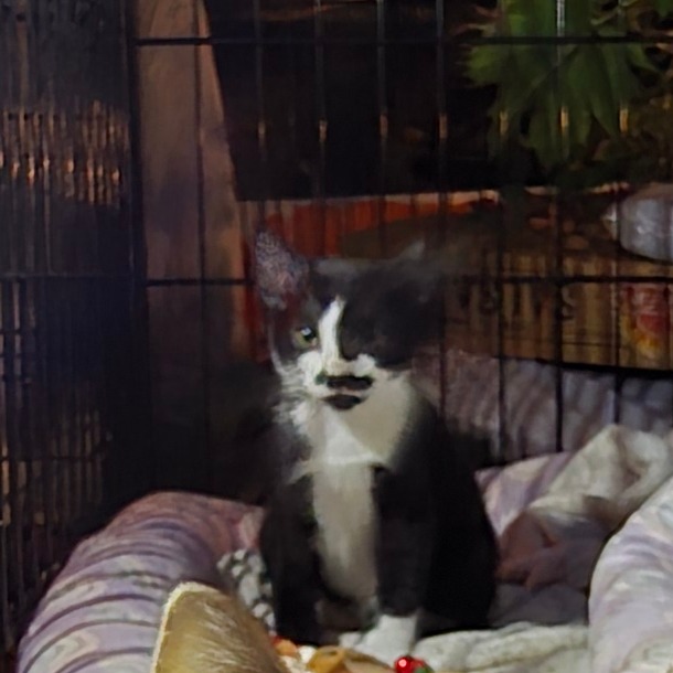 ALEXANDER AKA GENNA - Domestic Shorthair available for adoption