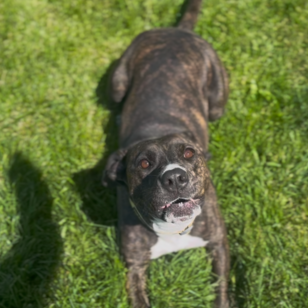 Cora