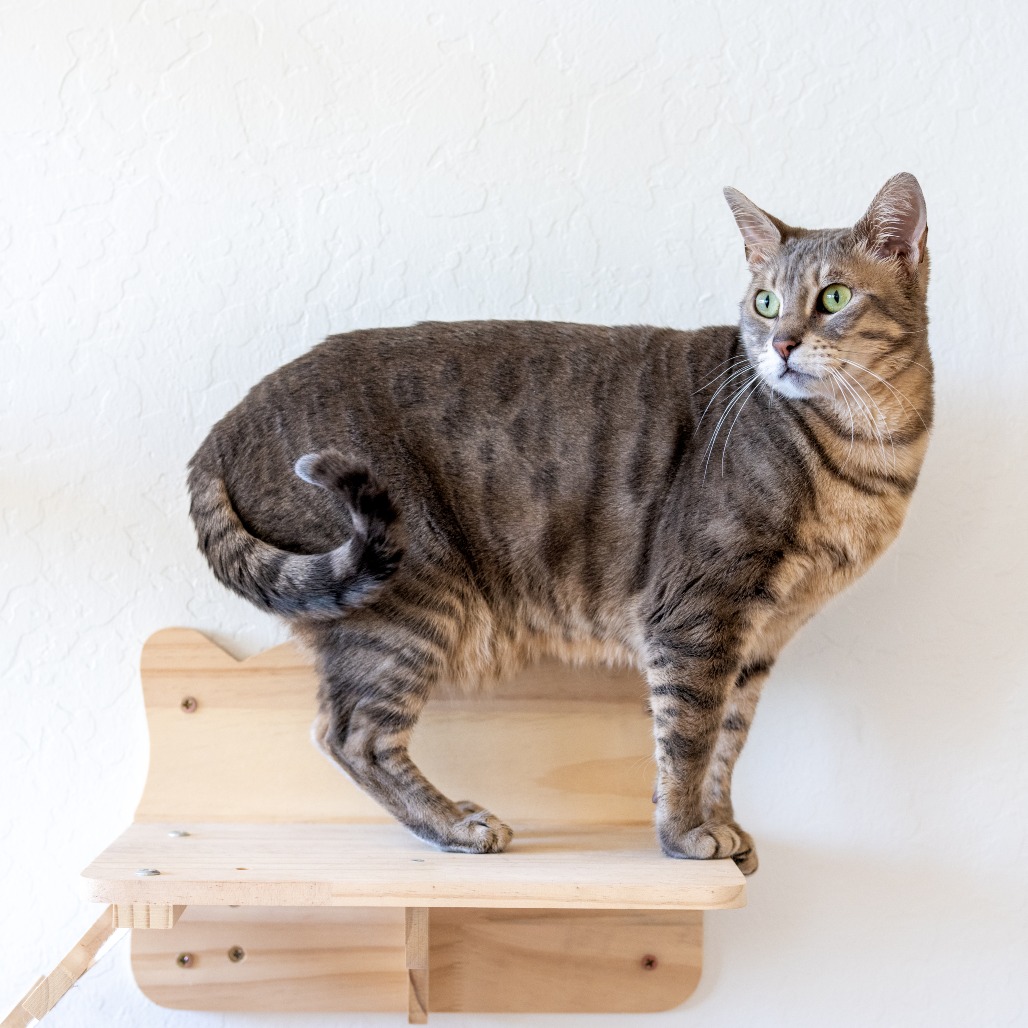 Fig, photo 4