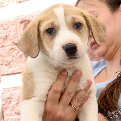 LYCHEE - Retriever / Shepherd available for adoption
