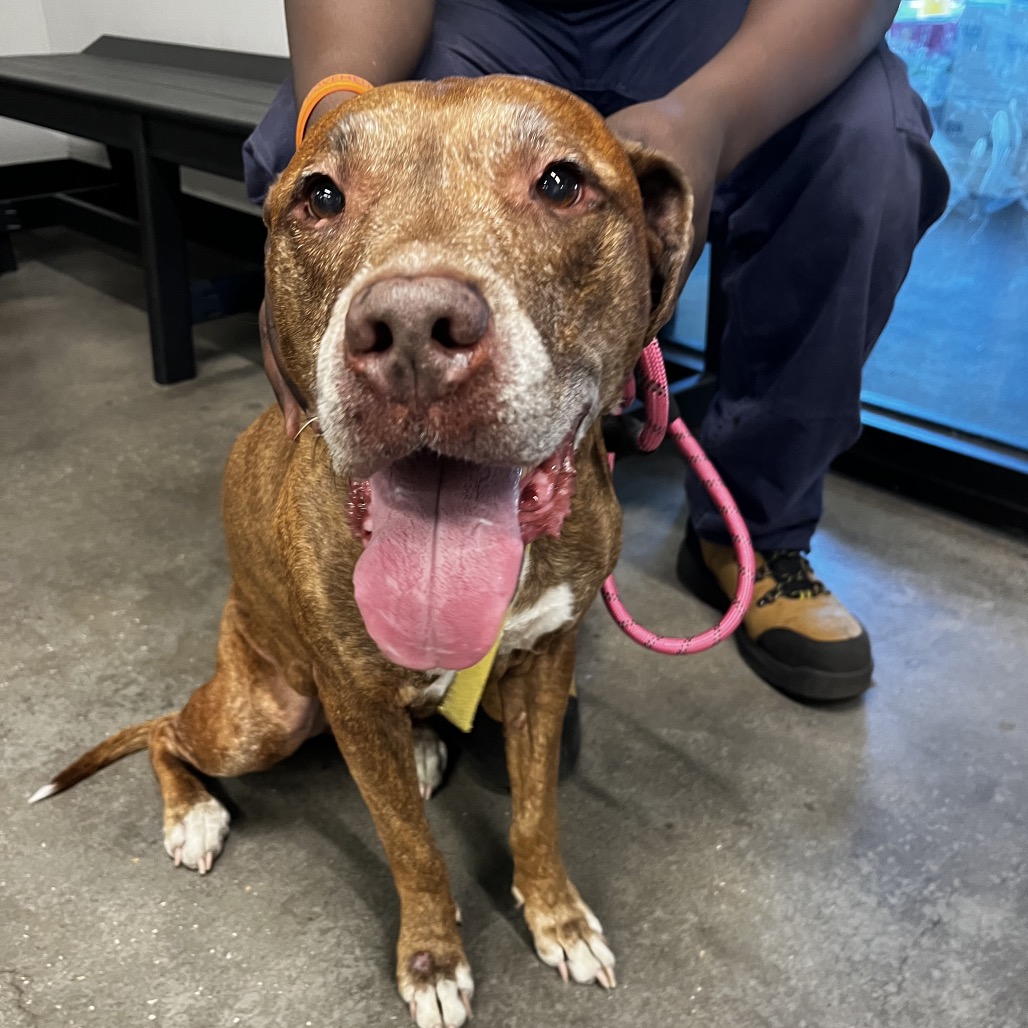 Nikki — thumbnail 4