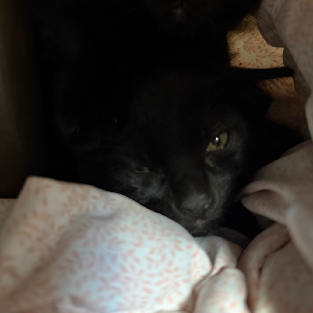 CHRIS - Domestic Shorthair available for adoption