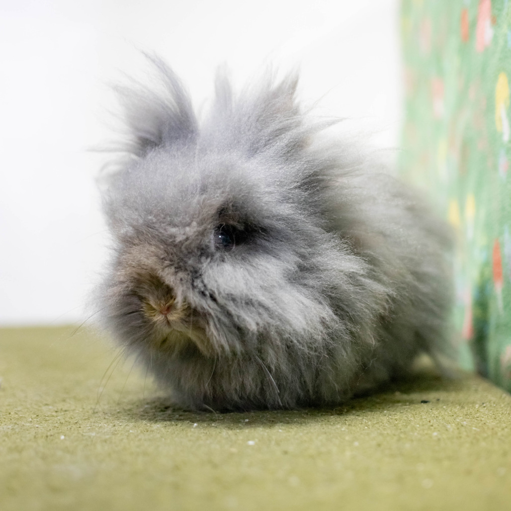 Poppy, photo 15