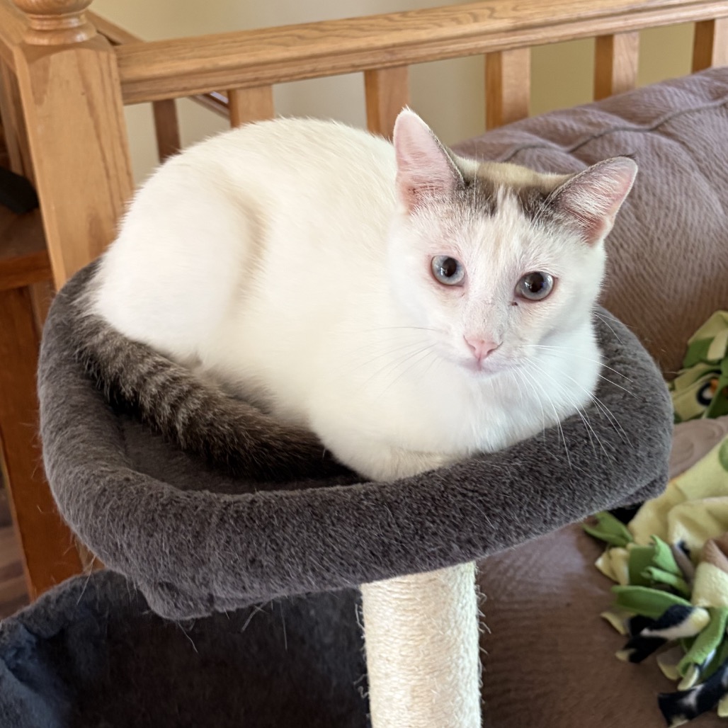 Mochi, photo 3