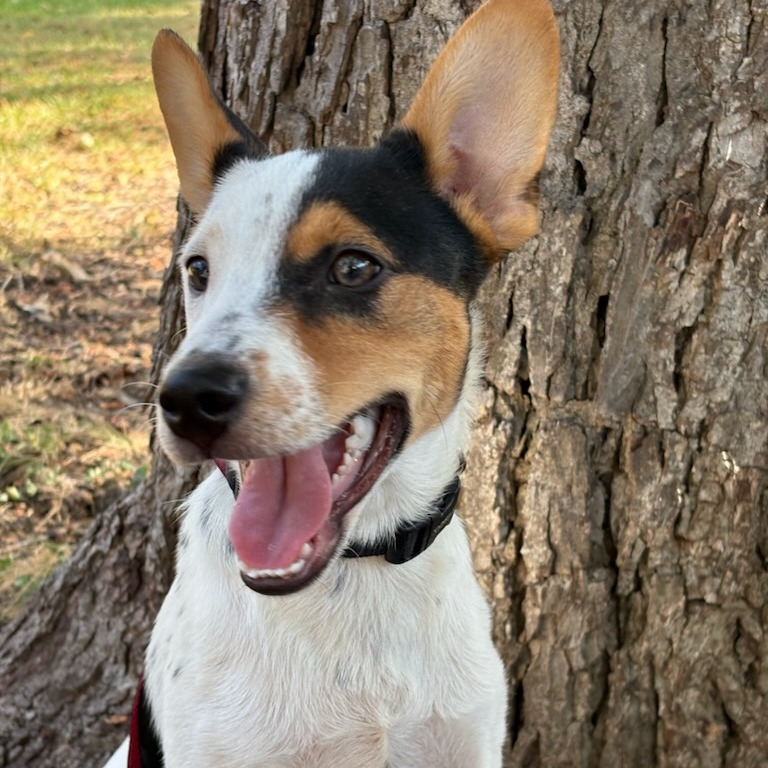 Baxter, photo 11
