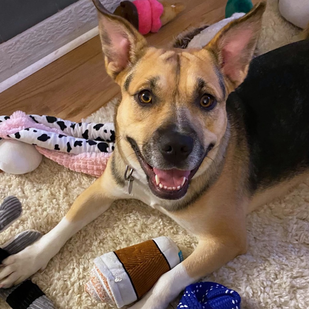 GWEN - Mixed Breed (Medium) available for adoption