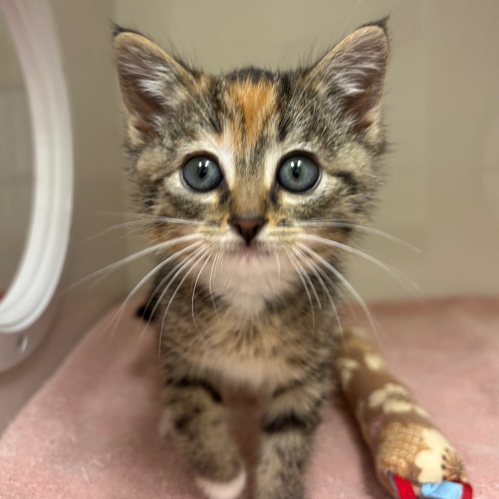 Rosie - Domestic Shorthair