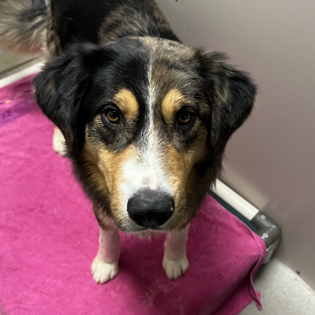 Maui — thumbnail 3