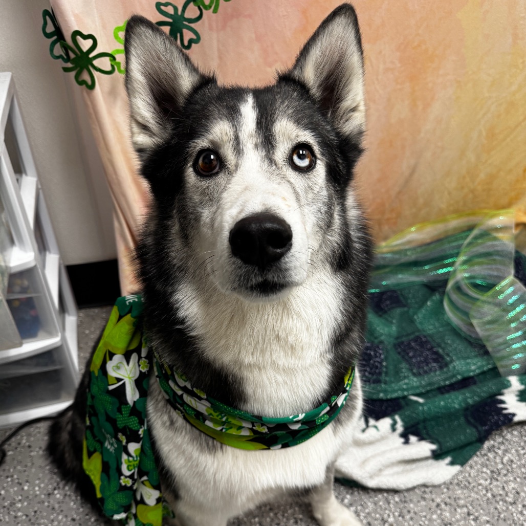 BALOO - Husky / Alaskan available for adoption