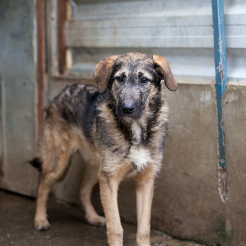 Scone/ Budila 27.07.2023 2M puppy