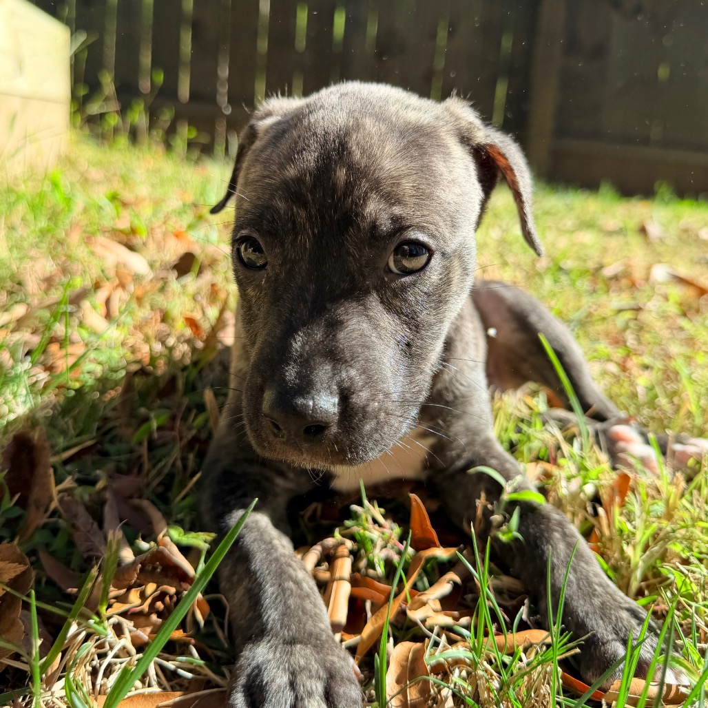 Rolo, photo 13