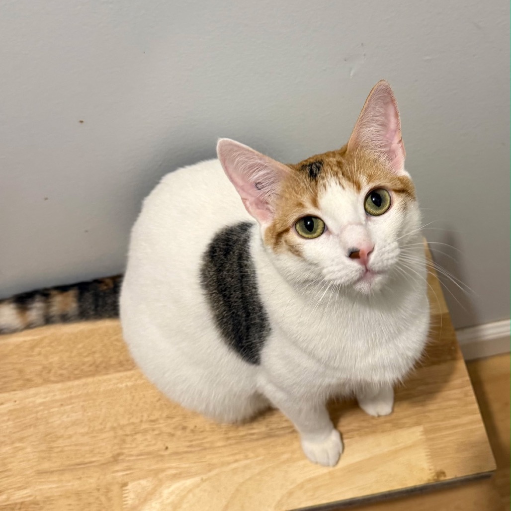 Photo of NOEL (bonded w/Winter)
