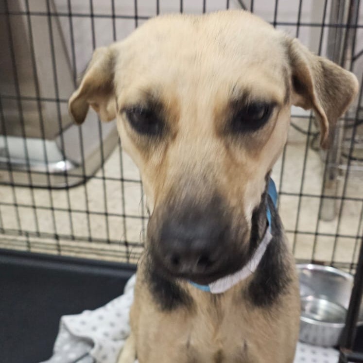 FARAH - Retriever, Labrador / Mix available for adoption