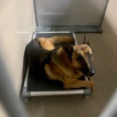 Kennel#10 River's preview photo