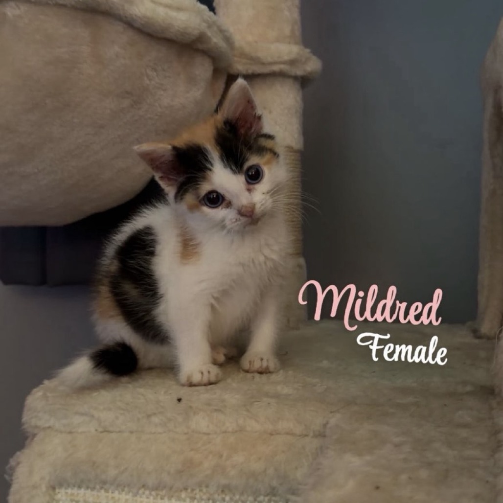 Mildred, available for adoption