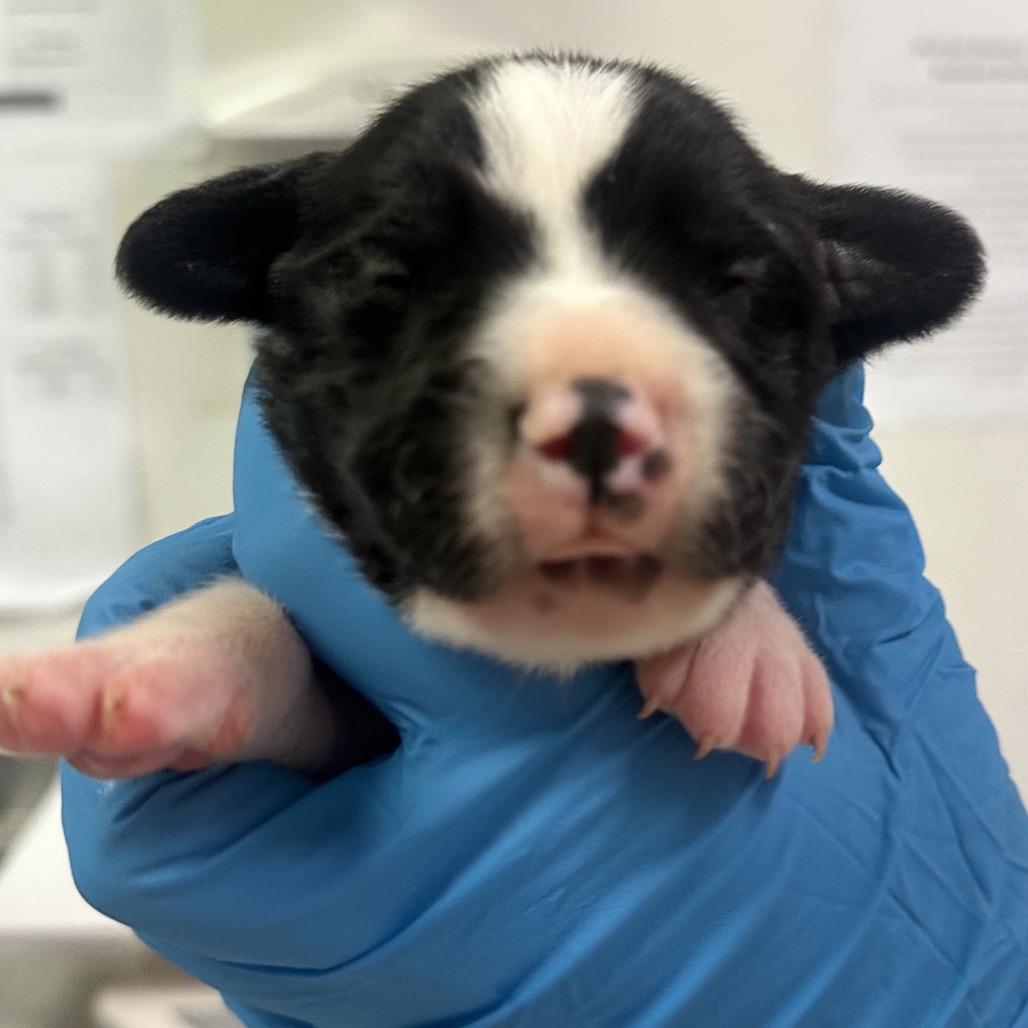 Kelso — thumbnail 2