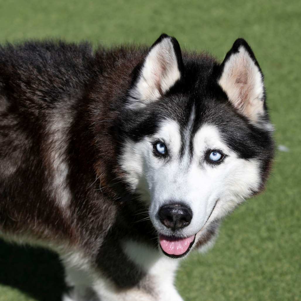 Oliver (F26-09), photo 15