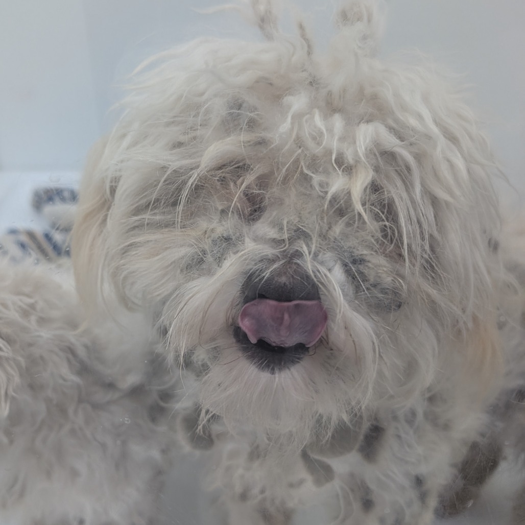 Ollie — thumbnail 2