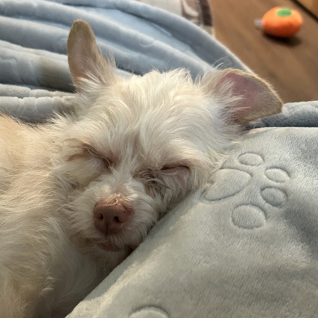 Granita — thumbnail 3