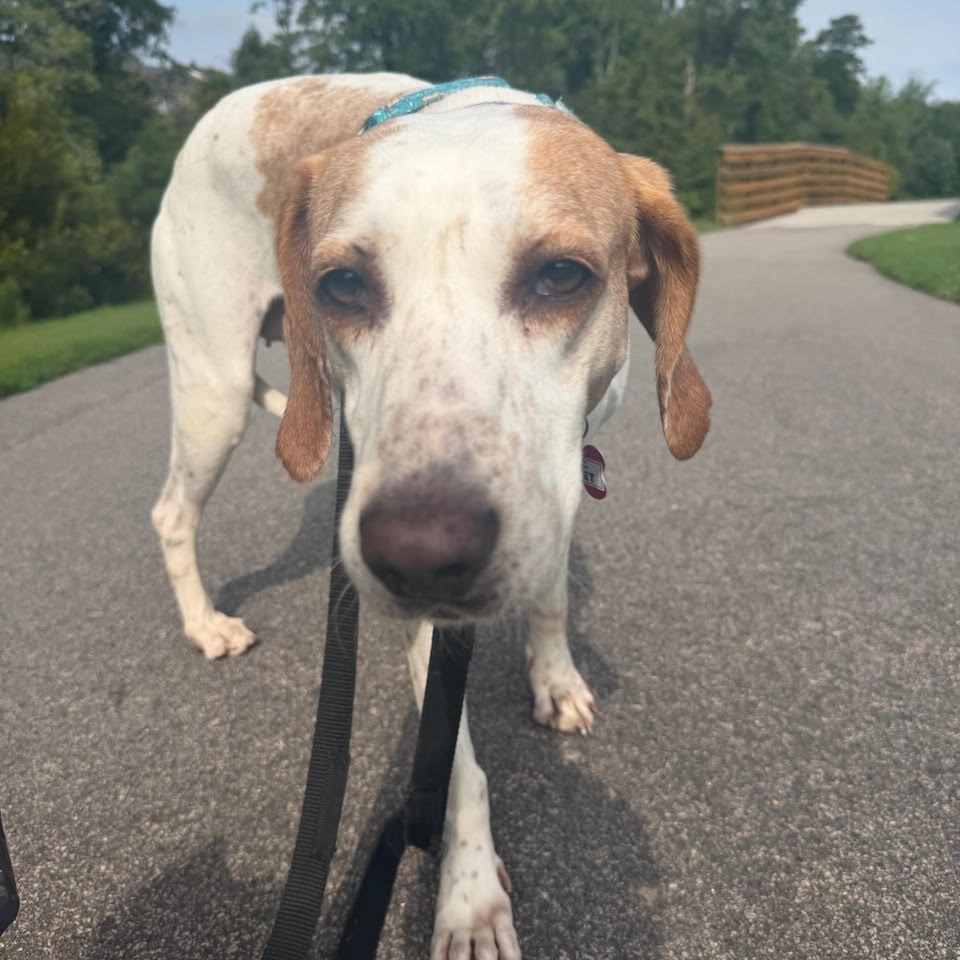 Gidget, photo 26