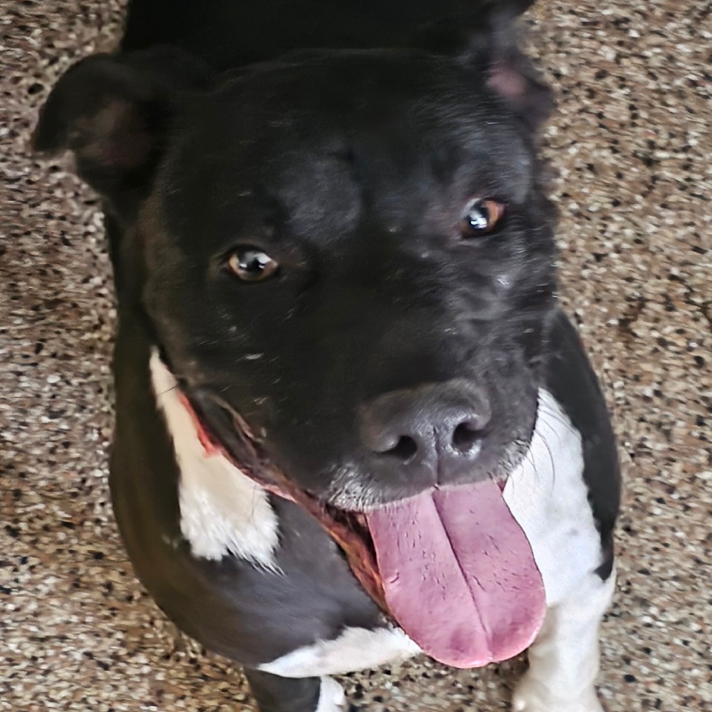 Bert (Brick, Tator, Homer), adoptable at Endless Pawsibilities