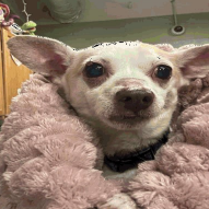 Butterscotch — thumbnail 5