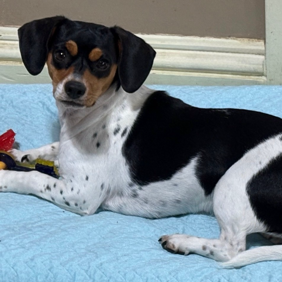 Heidi