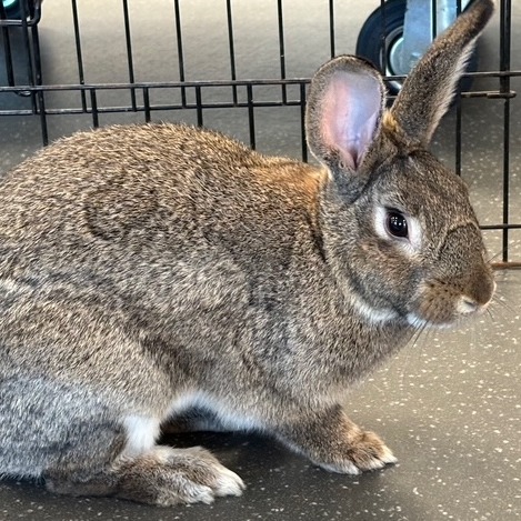 Photo of Joey 7