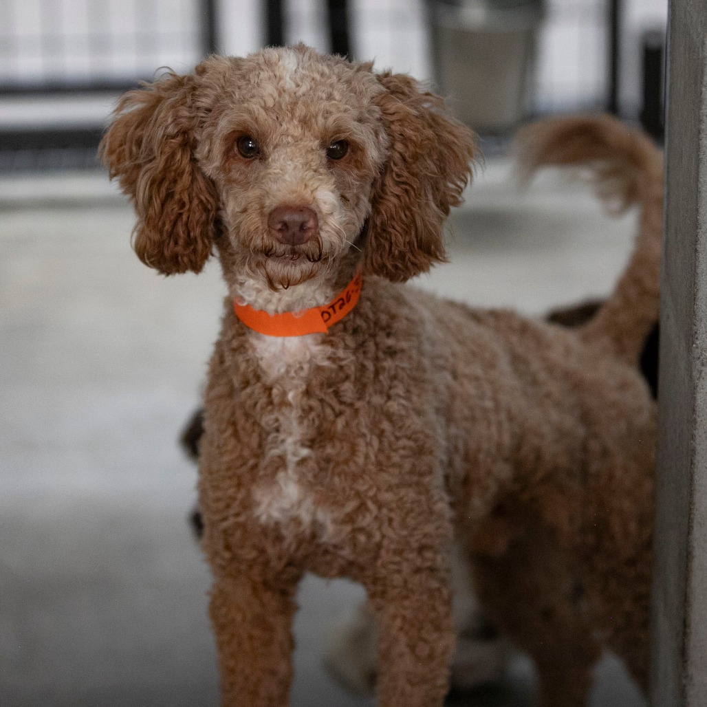 BLAKE (OT26-35) - Poodle / Miniature available for adoption