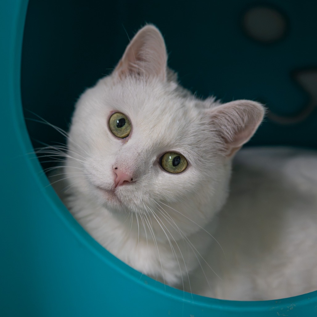 Elsa, photo 8