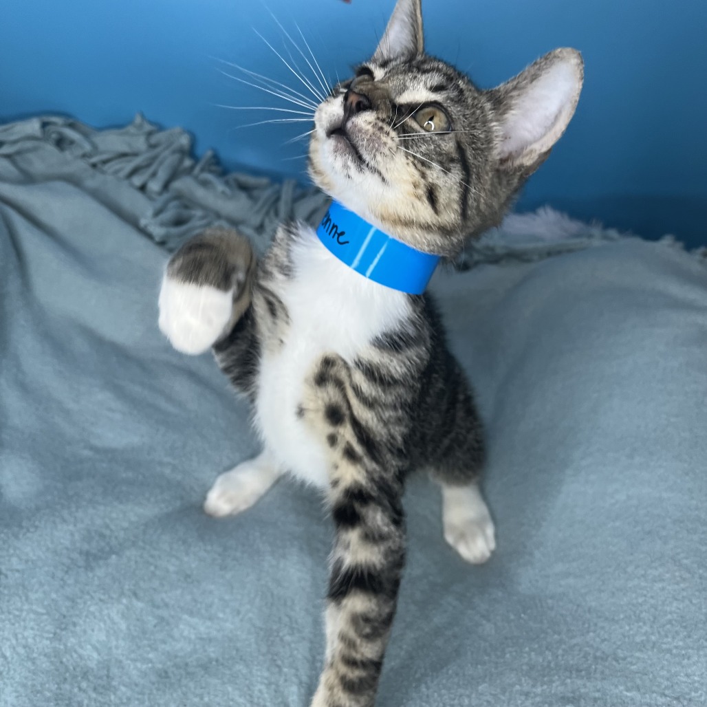 PENNE - Domestic Shorthair available for adoption