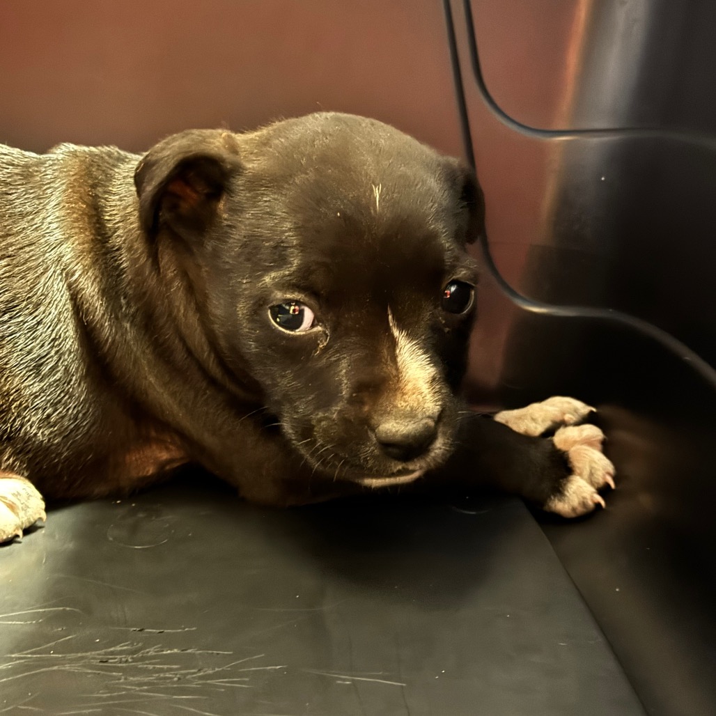 Pit Bull