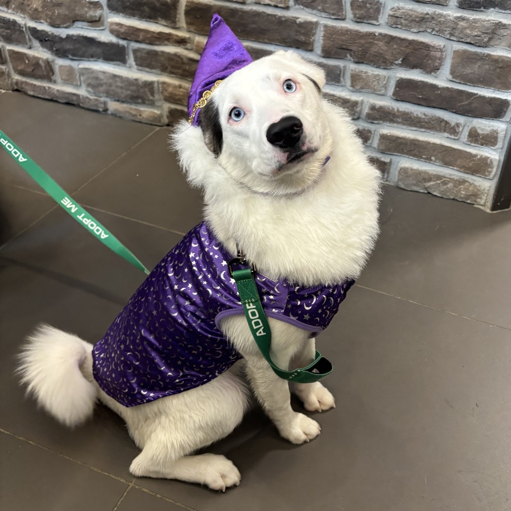 BELLA - Mixed Breed (Medium) available for adoption