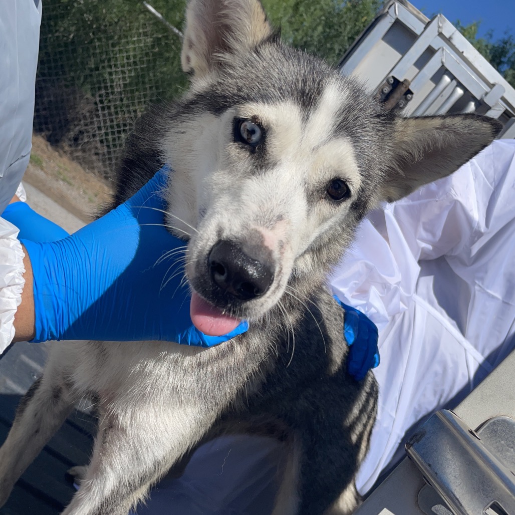 AQUARIA - Husky available for adoption