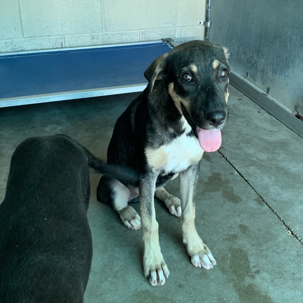 Genica , available for adoption at PVAS