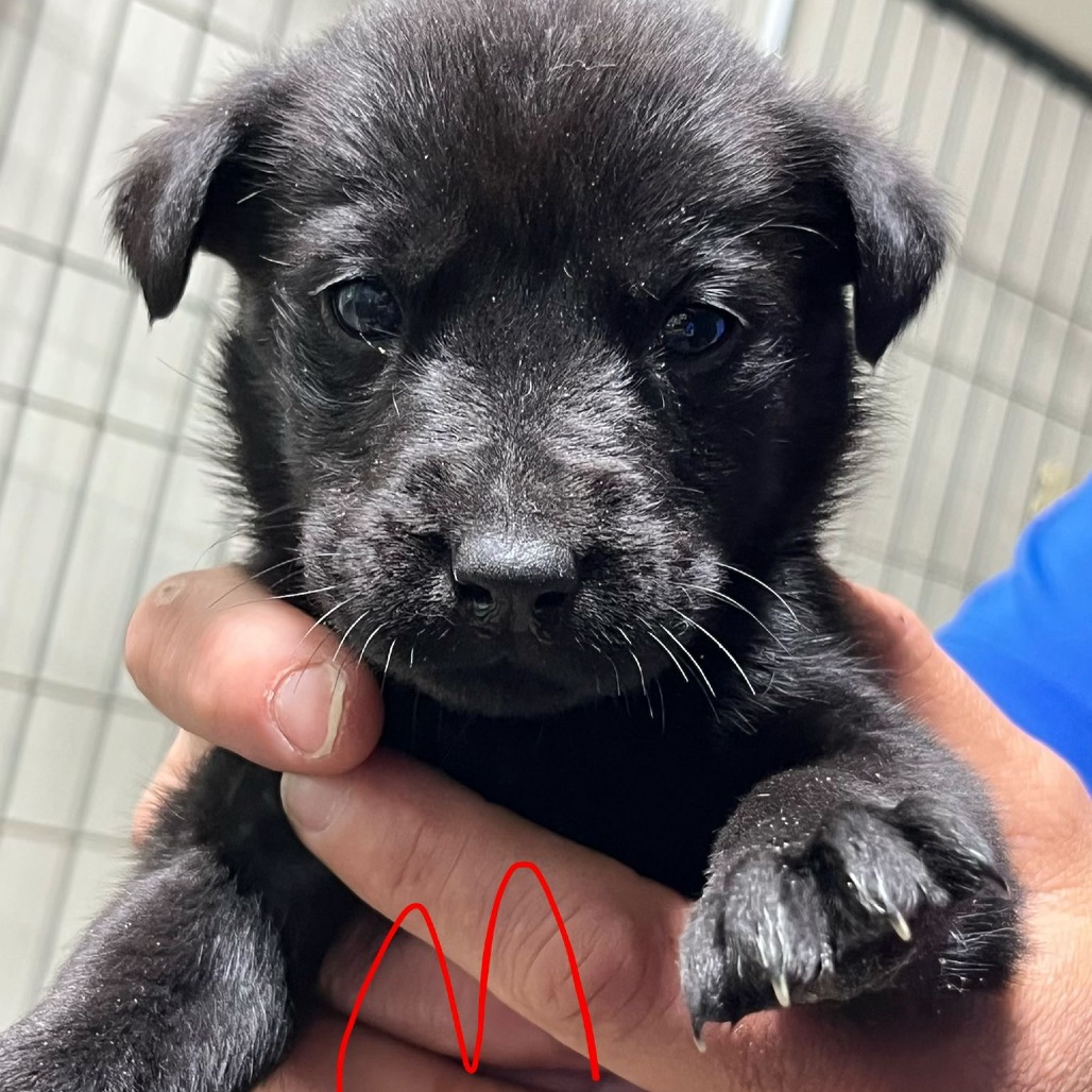 NY Ringo Avail Jun 13 (Choice Pet Carmel)
