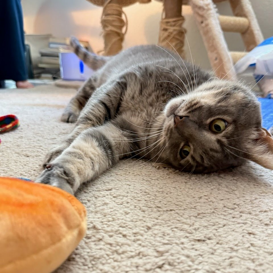 Animal namedThomasino